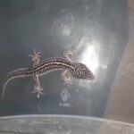 super snow leopard gecko in Charleston, South Carolina