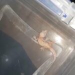 aptor leopard gecko in Charleston, South Carolina
