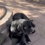 ICCF Registered Cane Corso Puppies in Apache Junction, Arizona