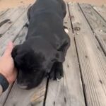 Cane Corso Female in Apache Junction, Arizona