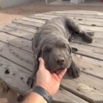 Beautiful Tiger Stripe Blue Male Cane Corso in Apache Junction, Arizona