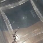 Mack snow leopard geckos in Charleston, South Carolina