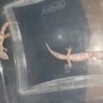 Mack snow tremper albino leopard geckos in Charleston, South Carolina