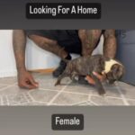 Female American Bully in Dallas, Texas