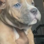 Female American Bully in Dallas, Texas