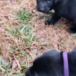 German Shepherd Mixed Puppies in Spartanburg, South Carolina