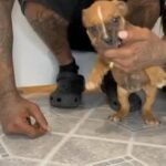 Female American Bully in Dallas, Texas