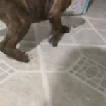 Female American Bully in Dallas, Texas