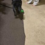 German Shepherd Puppy in Chicago, Illinois