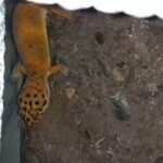 super giant leopard geckos in Charleston, South Carolina