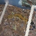 super giant leopard geckos in Charleston, South Carolina