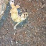 wild type cross albino leopard gecko in Charleston, South Carolina