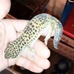 wild type leopard gecko in Charleston, South Carolina