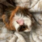 Guinea Pig in Sacramento, California