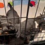 Rottweiler Puppies in Salinas, California