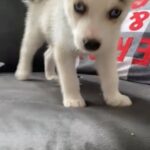 Siberian Husky in Homestead, Florida