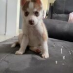 Siberian Husky in Homestead, Florida