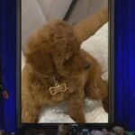 Miniature Red Poodle in Raleigh, North Carolina