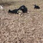 Bernedoodle Puppies in Nashville, Tennessee