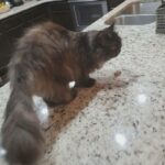 black persian cat in Buford, Georgia