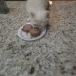 persian cat in Buford, Georgia