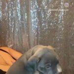 ? Blue Boy @ 5 Weeks in Los Angeles, California