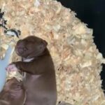 American Bully Micro Puppies in Indianapolis, Indiana