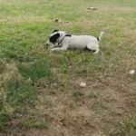 Adult Jack Russell Terrier in Tyler, Texas