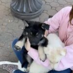 German Shepherd Puppy in Phoenix, Arizona