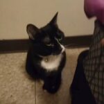 free tuxedo cat in Washington, District of Columbia