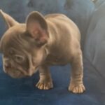 [SOLD] BREEZY. - Blue Male Frenchie Pup in Houston, Texas