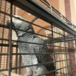 AFRICAN GREY BIRD in Corpus Christi, Texas