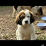 Springer Pups 12 Weeks Old in Carrboro, North Carolina