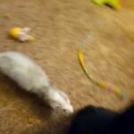 2 or 4 Ferrets in Lawton, Oklahoma