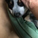 SOLD!  All Star Blue Heeler ? in Richmond, Virginia