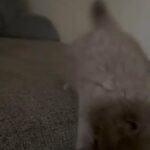 Scottish Fold Kitten in Philadelphia, Pennsylvania
