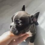 Male Frenchie in Henderson, Nevada
