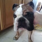 Rehoming a 2yr old Eng   Rehoming a 2yr old male English Bulldog in Winston-Salem, North Carolina