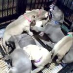 🩸 GottiLine XL Puppies in Los Angeles, California