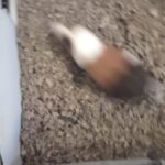guinea pigs/stuff in Knoxville, Tennessee
