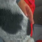 Rehome Puppy in Radcliff, Kentucky