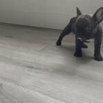 Male Frenchie in Henderson, Nevada