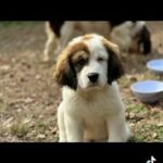 Bird Dogs in Carrboro, North Carolina