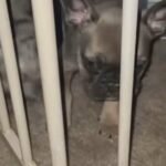 French Bulldog Puppies in San Diego, California
