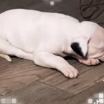 Dogos On The Comeup in Carbondale, Illinois