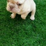 Bruno the mini Frenchie in Las Vegas, Nevada