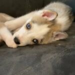 Siberian Husky in Homestead, Florida