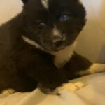 AKC Siberian Husky in Macomb, Illinois