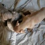 puppy in Los Angeles, California