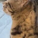 Savanna Cat F3 Her Kittens F4 For Sale in Goldsboro, North Carolina